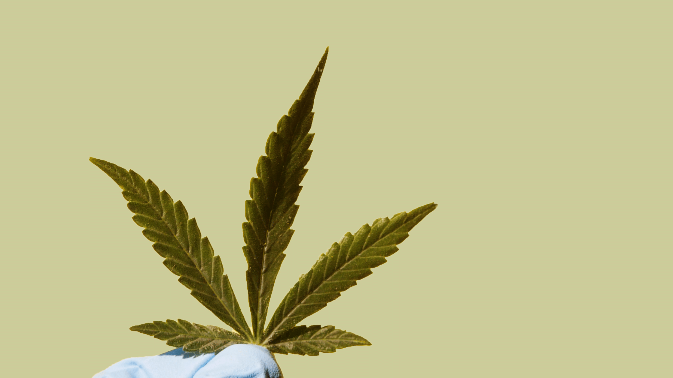 Produits CBD présentés sur une boutique en ligne
