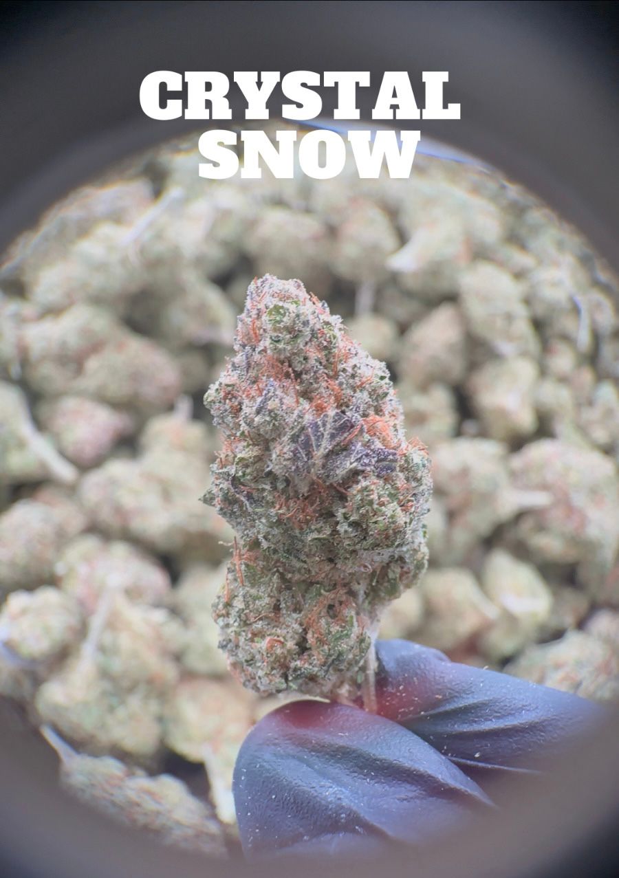 Fleur de CBD Hydroponie Crystal Snow